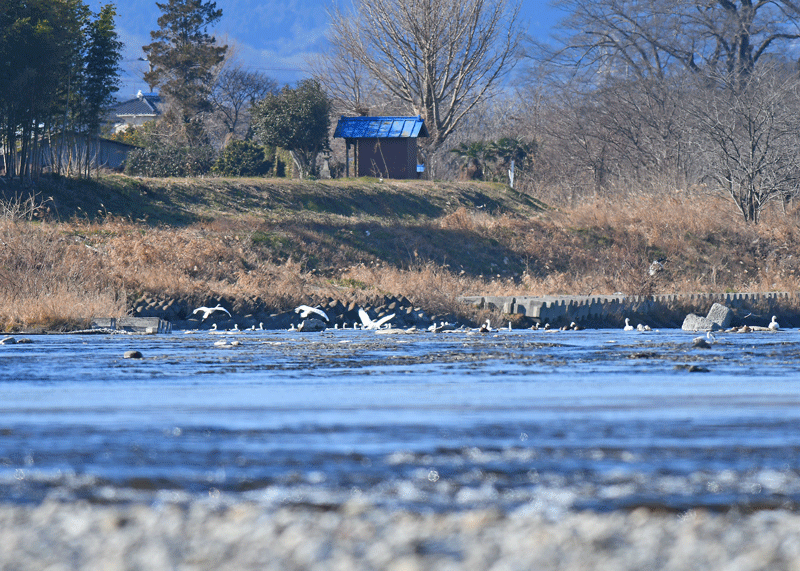 d0290240_16500322.gif
