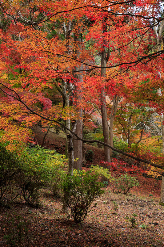 京都の紅葉2016 毘沙門堂・秋景（写真部門）_f0155048_0161323.jpg