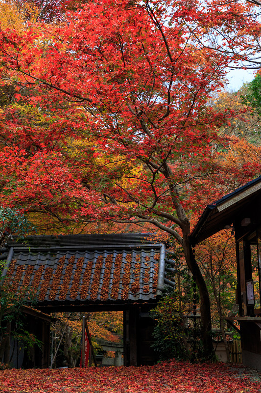 京都の紅葉2016 毘沙門堂・秋景（写真部門）_f0155048_018623.jpg