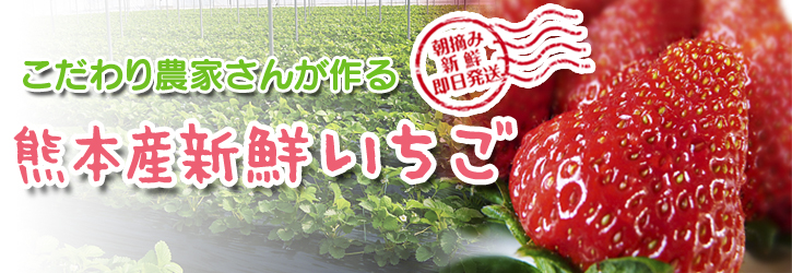 バレンタインギフト2019 FLCパートナーズストアの最旬フルーツ(熊本産高級イチゴ編)_a0254656_1720613.jpg
