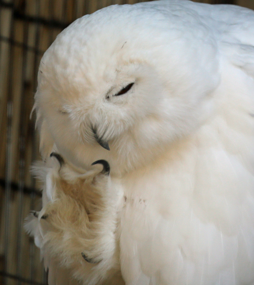 フクロウvs人間 握力対決_e0086860_21521528.jpg