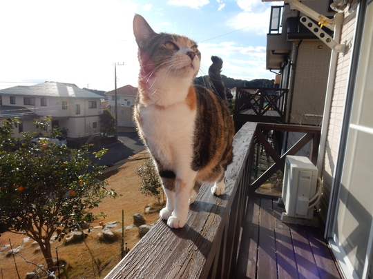 ’17,1,18(水)仲間とのおしゃべりは楽しい!_f0060461_1024759.jpg