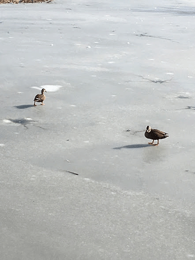 e0364666_23074965.gif