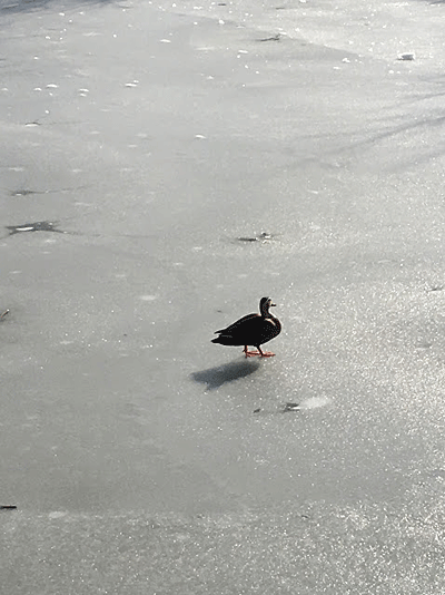 e0364666_23080362.gif