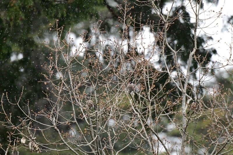 b0311071_19361415.jpg
