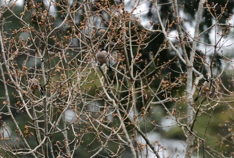 b0311071_19394672.jpg