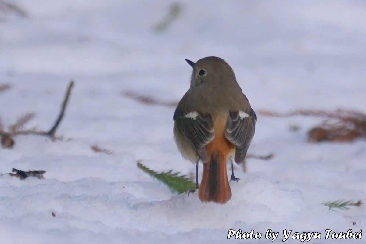 雪上のジョウビタキ（メス）_b0132475_2244192.jpg