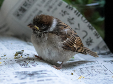 ピヨの思い出 前編 スズメのヒナを保護した21日間 にゃんてワンダホー ピヨの思い出 前編 スズメのヒナを保護した21日間 にゃんてワンダホー