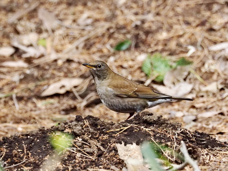 f0372177_22080908.jpg