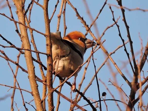 念願のカワセミ　ミサゴ・・・_a0338484_13351333.jpg