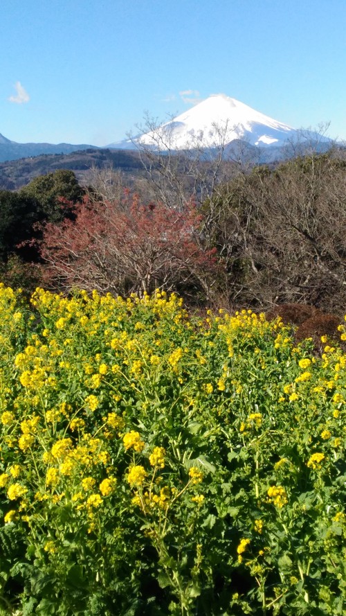 ■菜の花散歩　with　ぺぺ王子■_e0123587_21144631.jpg