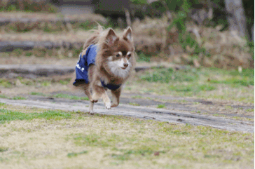 f0185804_22161539.gif