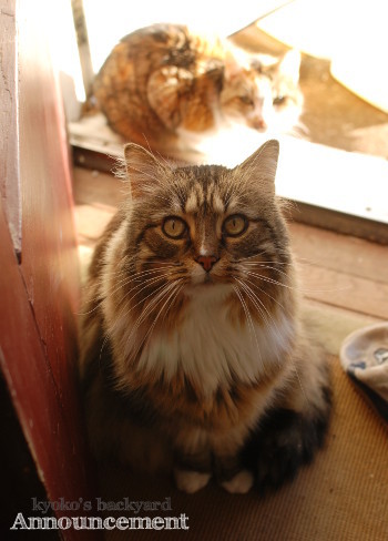 Sandyのバイオプシー検査結果(動物・ペット部門)_b0253205_06074614.jpg