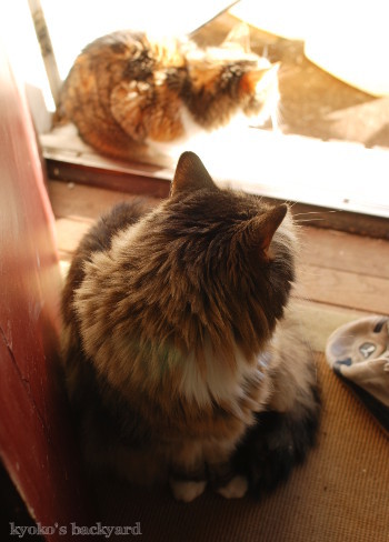 Sandyのバイオプシー検査結果(動物・ペット部門)_b0253205_06085525.jpg