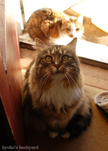 Sandyのバイオプシー検査結果(動物・ペット部門)_b0253205_06095175.jpg