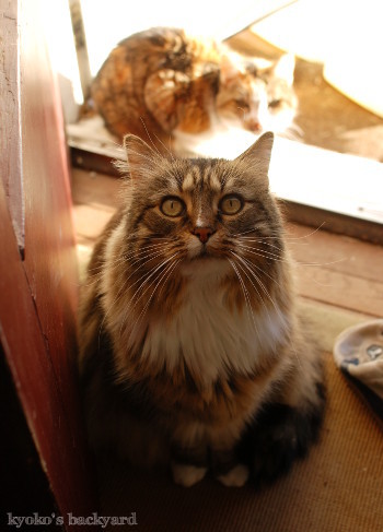 Sandyのバイオプシー検査結果（動物・ペット部門）_b0253205_06095175.jpg