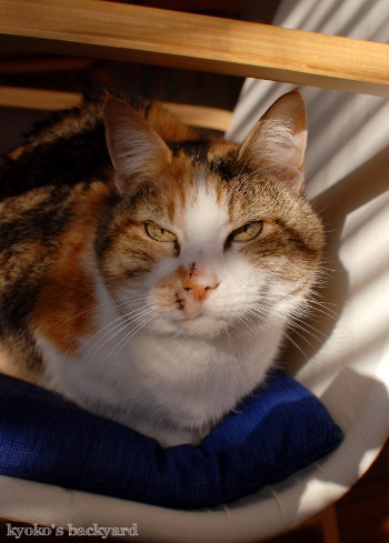 Sandyのバイオプシー検査結果(動物・ペット部門)_b0253205_06101660.jpg