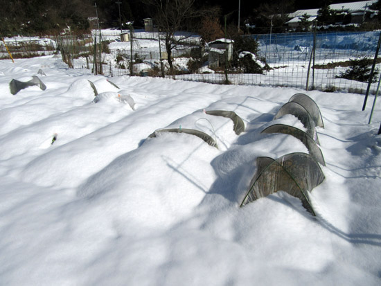 菜園が雪に埋もれました_e0048413_15364039.jpg