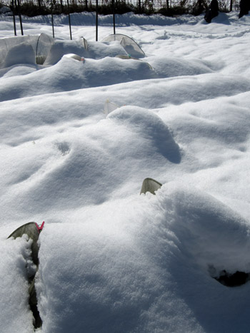 菜園が雪に埋もれました_e0048413_15365243.jpg