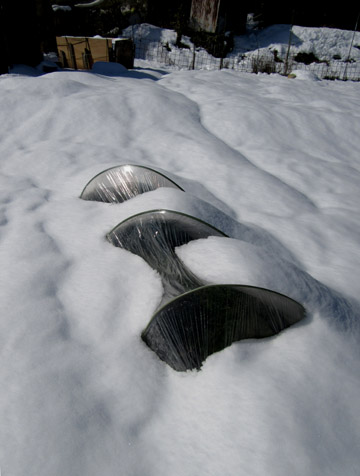 菜園が雪に埋もれました_e0048413_15371067.jpg