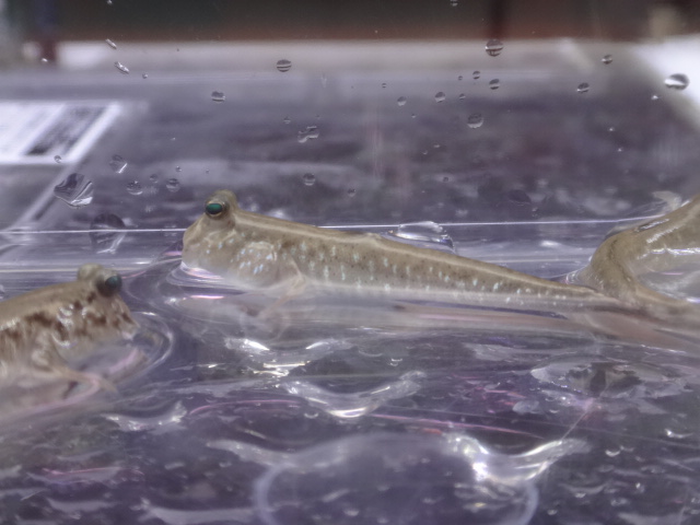 170119 熱帯魚・金魚・水草;観葉植物_f0189122_13102826.jpg