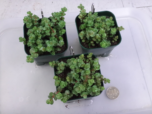 170119 熱帯魚・金魚・水草;観葉植物_f0189122_13145494.jpg