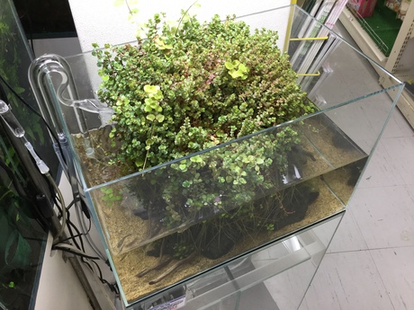 170119 熱帯魚・金魚・水草;観葉植物_f0189122_13154238.jpg