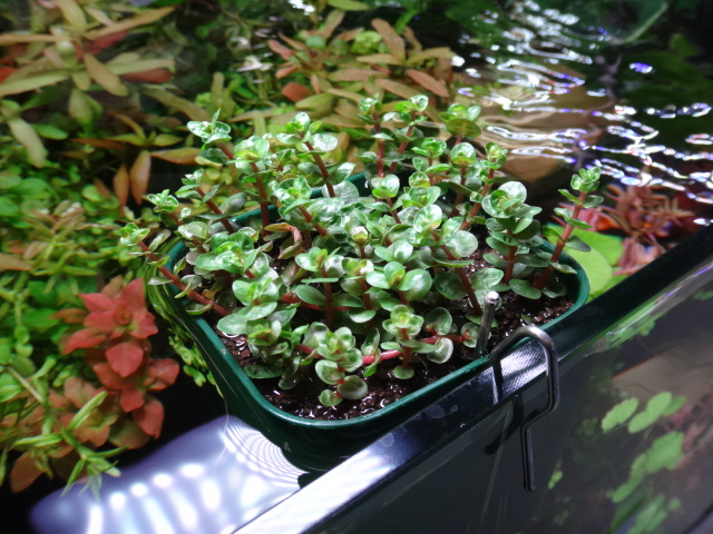 170119 熱帯魚・金魚・水草;観葉植物_f0189122_13182056.jpg