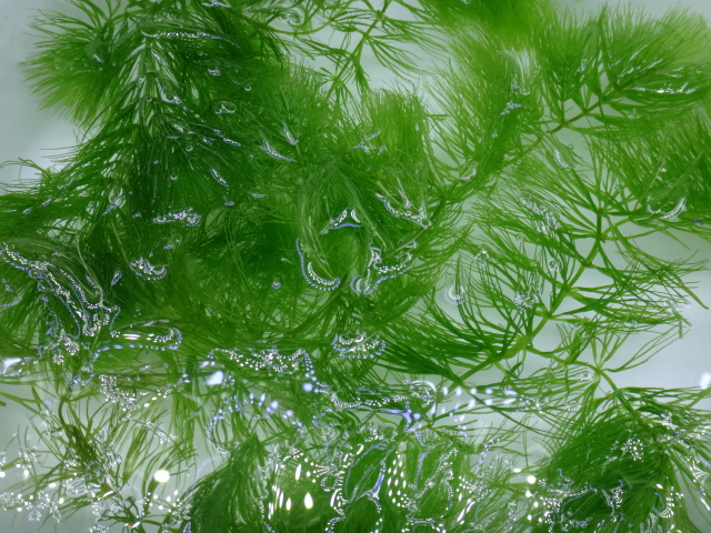 170119 熱帯魚・金魚・水草;観葉植物_f0189122_13225956.jpg