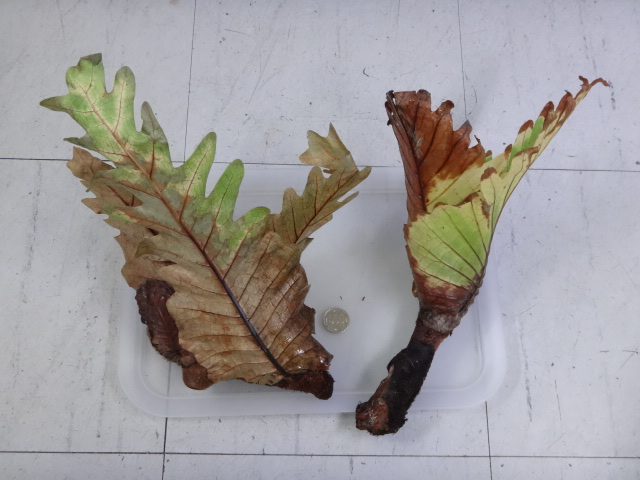 170119 熱帯魚・金魚・水草;観葉植物_f0189122_1324492.jpg
