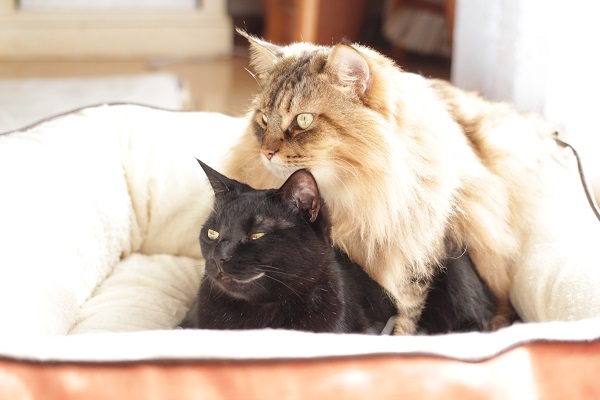 オレンジ猫ベッドの思い出 やめてー きょうだい猫と仲良し暮らし オレンジ猫ベッドの思い出 やめてー きょうだい猫と仲良し暮らし