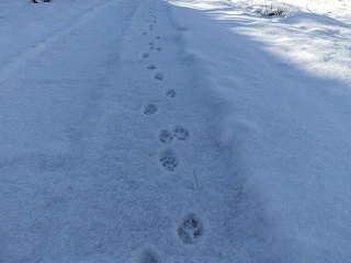 　　　朝が寒すぎるから昼間が暖かく感じるのだ_e0234924_16433420.jpg