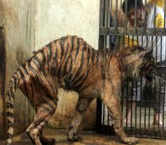 インドネシア動物園で苦しむ動物たち 犬とのんびり田舎暮らしの日記 犬と歩む 自然と共に生きる インドネシア動物園で苦しむ動物たち 犬とのんびり田舎暮らしの日記 犬と歩む 自然と共に生きる