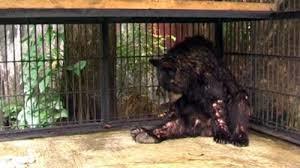 インドネシア動物園で苦しむ動物たち 犬とのんびり田舎暮らしの日記 犬と歩む 自然と共に生きる インドネシア動物園で苦しむ動物たち 犬とのんびり田舎暮らしの日記 犬と歩む 自然と共に生きる