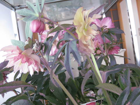 a0158236_946422.jpg