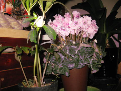 a0158236_9513854.jpg