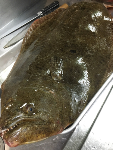 明石産、特大天然ヒラメ!_c0119937_02402600.jpg