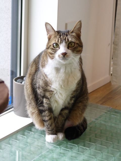 猫のお留守番 じょあんちゃん編。_a0143140_1923174.jpg
