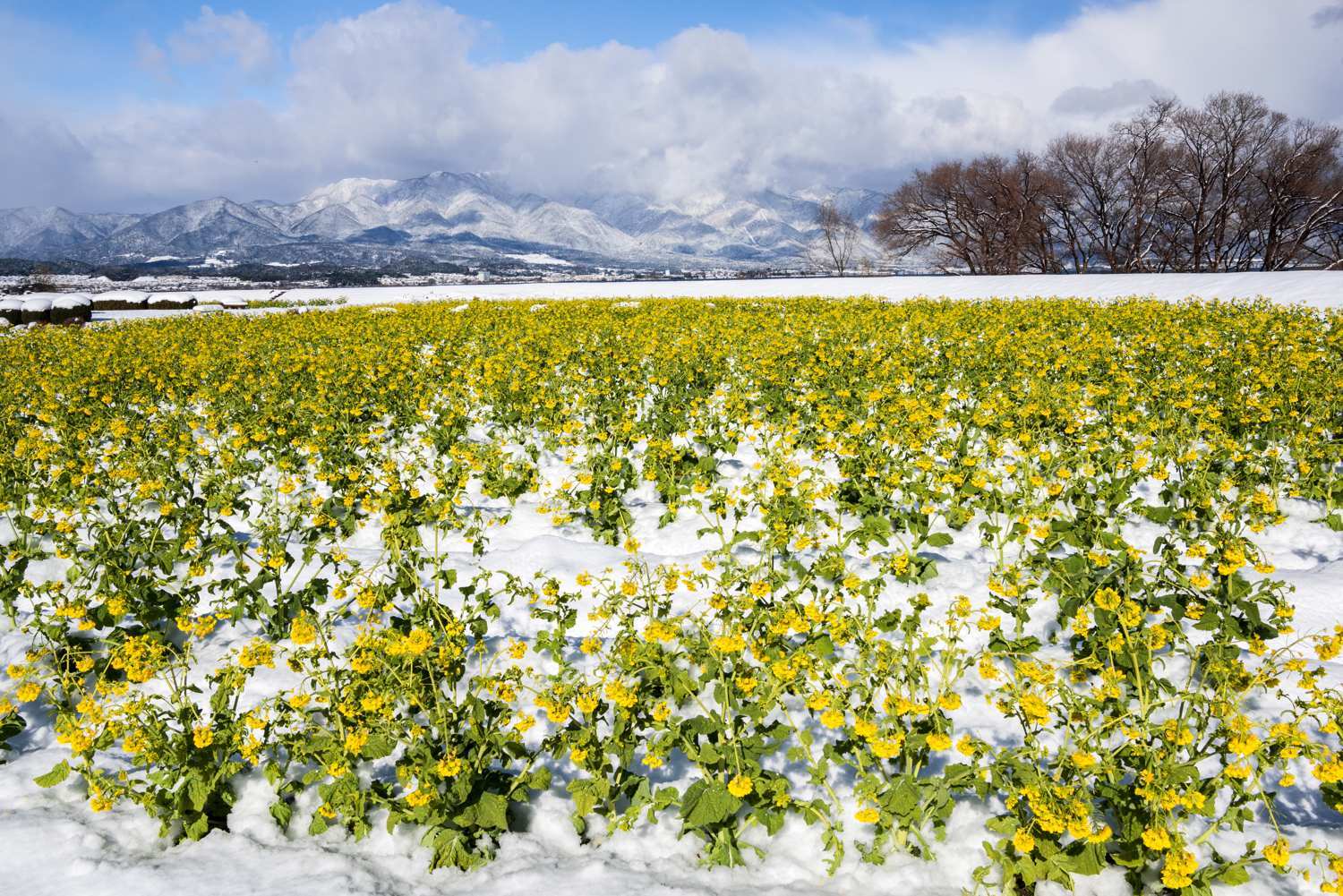 雪中の寒咲花菜　　　　滋賀県_d0286954_06270562.jpg