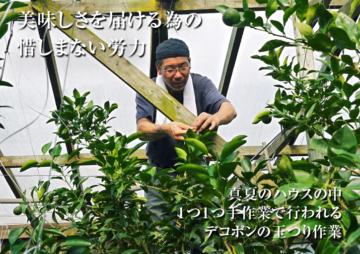 バレンタインギフト2019 FLCパートナーズストアの最旬フルーツ(熊本限定樹上完熟デコポン編)_a0254656_17401468.jpg