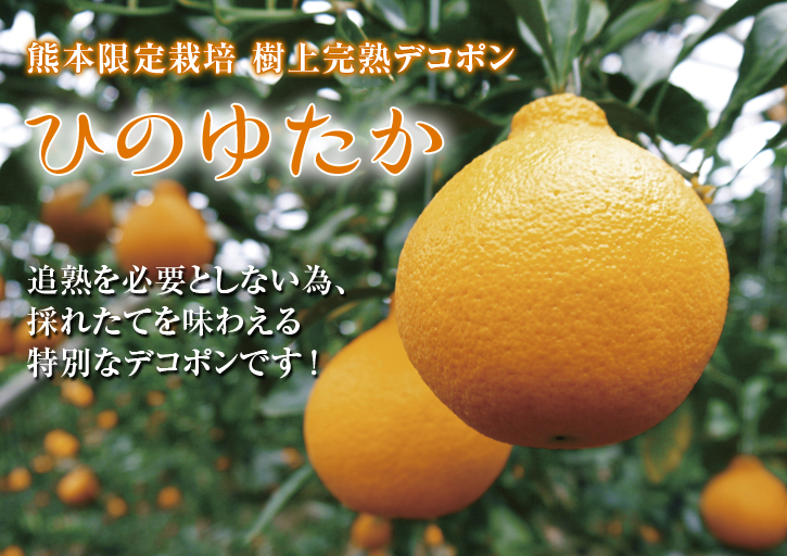 バレンタインギフト2019 FLCパートナーズストアの最旬フルーツ(熊本限定樹上完熟デコポン編)_a0254656_1754797.jpg