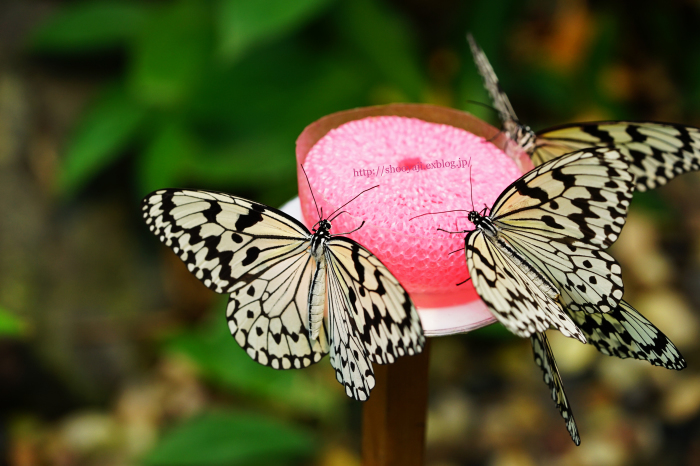 a0333661_23072840.jpg