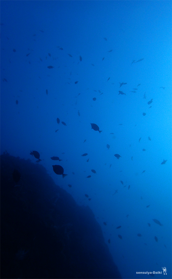 e0158261_619257.jpg