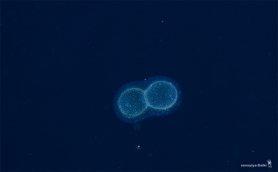 e0158261_6193691.jpg