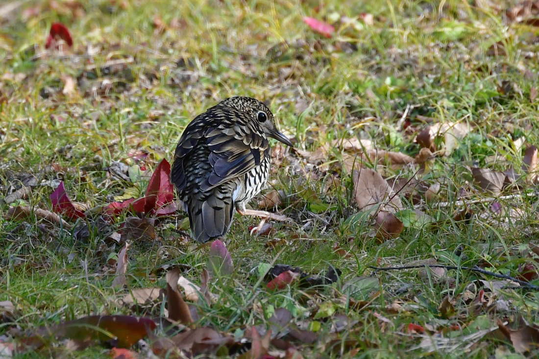 トラツグミ_f0053272_22570246.jpg