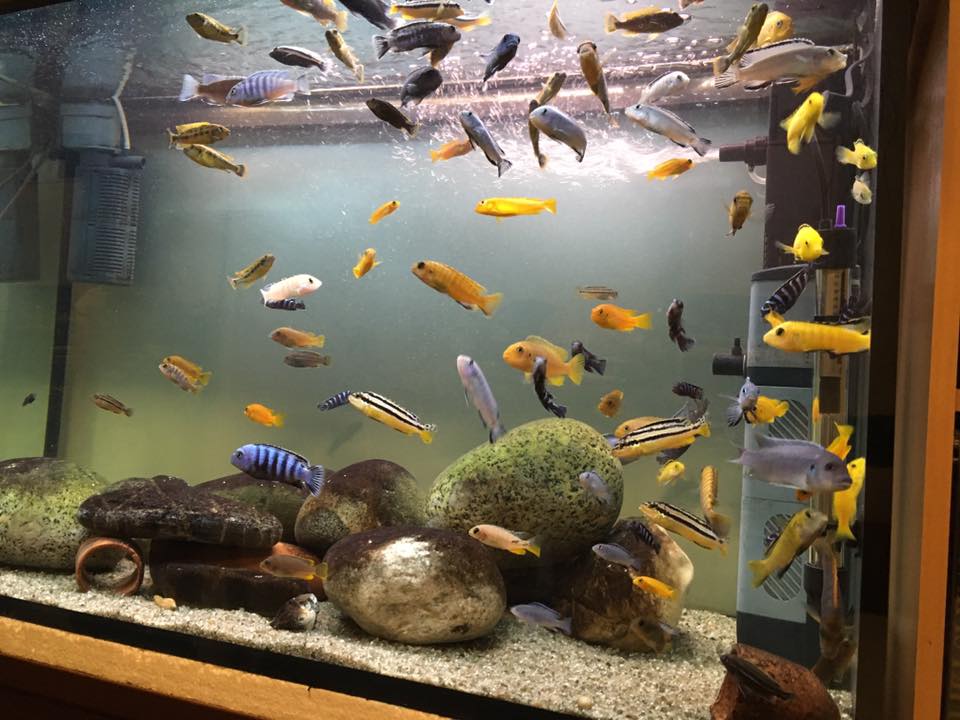 品質保証 熱帯魚 ムブナ３種ミックス ｂセット ３匹 各種１匹 北海道航空便要保温 Shipsctc Org