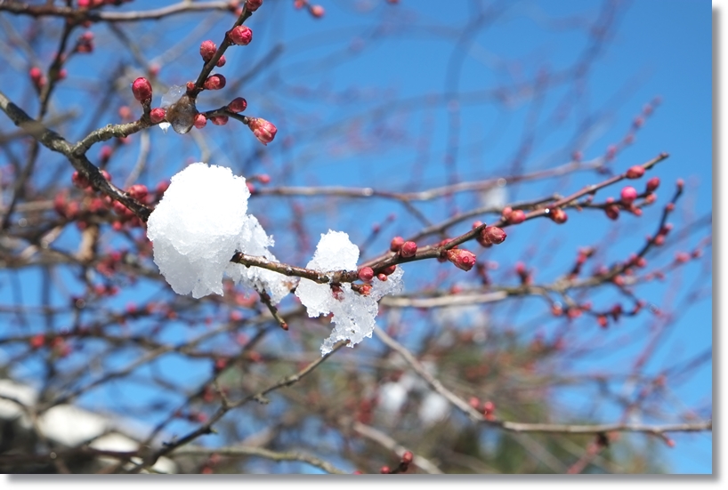 雪景色_c0054876_13373290.jpg