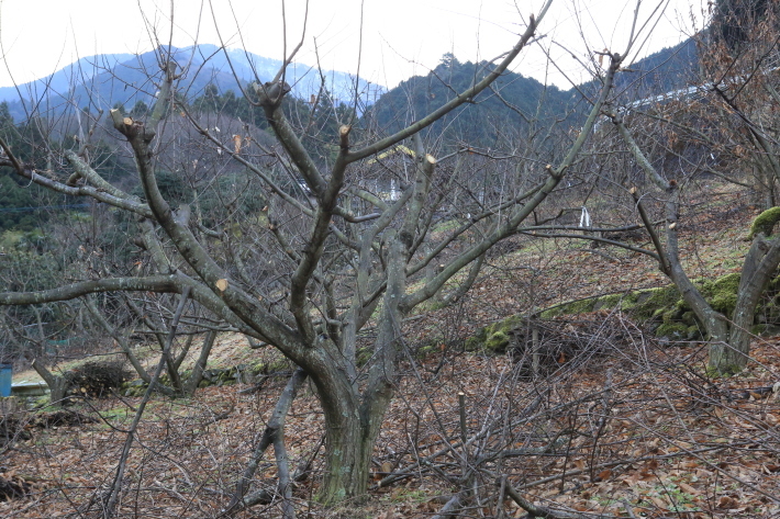 剪定された栗の木 上川の日常 剪定された栗の木 上川の日常
