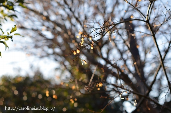 冬の庭　　My Winter Garden_d0025294_17203899.jpg