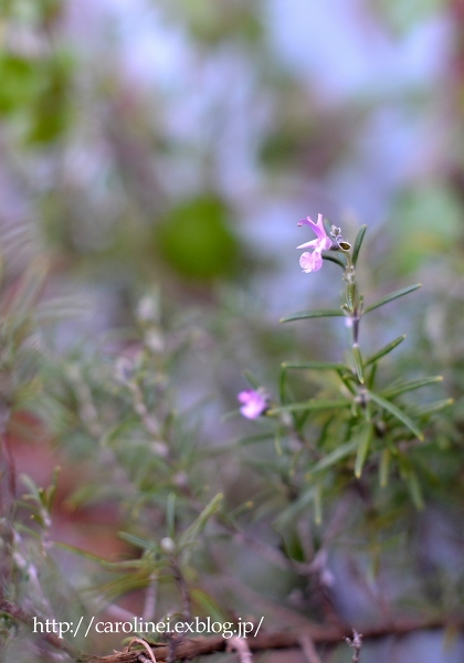 冬の庭　　My Winter Garden_d0025294_17250378.jpg